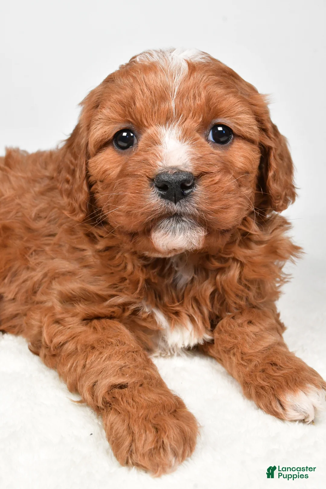 Mini Goldendoodle dogs for sale: Biscuit - Ad 6