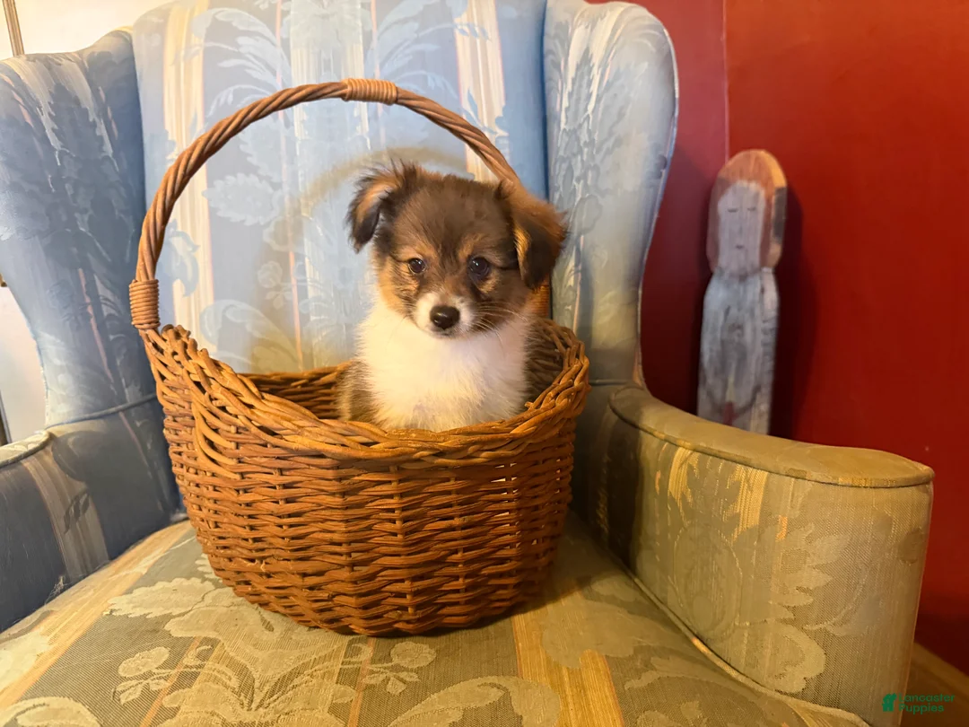 Mixed Breed dogs for sale: Cookie’s Boy #1 - Ad 1