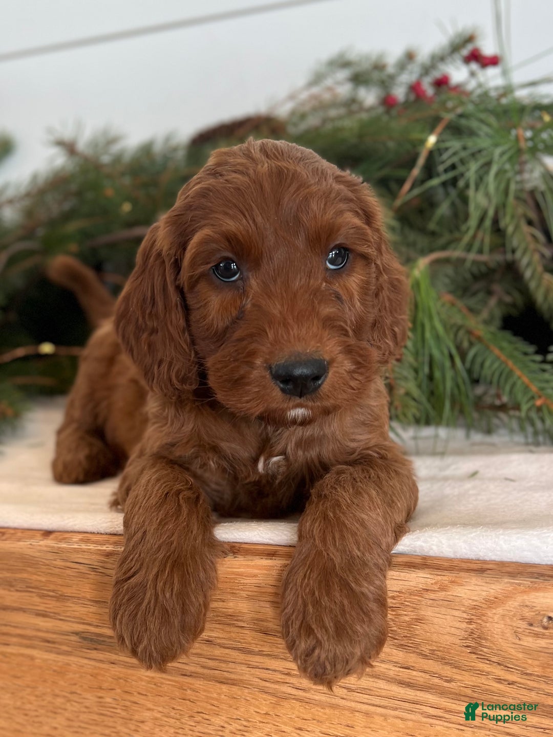 Irish Doodle dogs for sale: Garrett - Ad 6