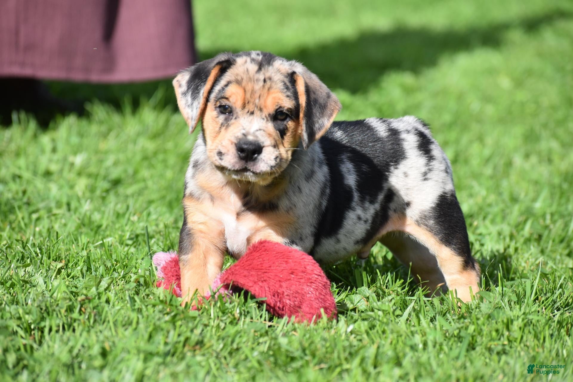 Beabull dogs Denver - Ad 1