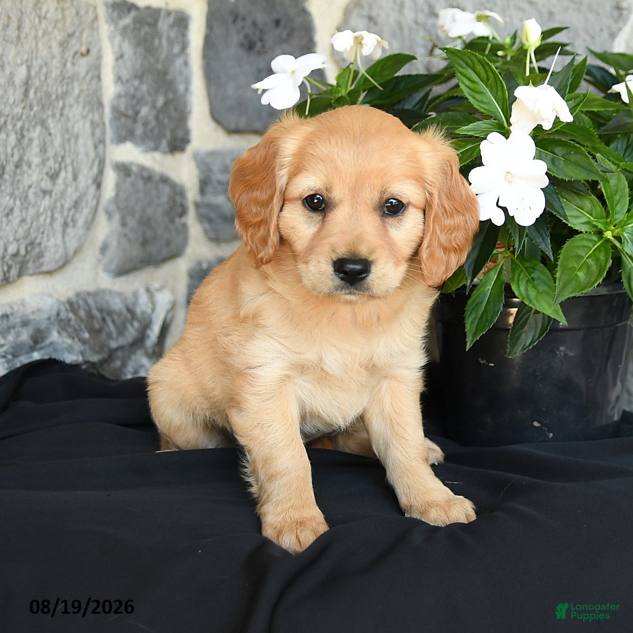 Miniature Golden Retriever dogs Winnie - Ad 1