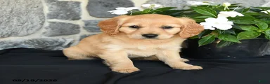 Winnie