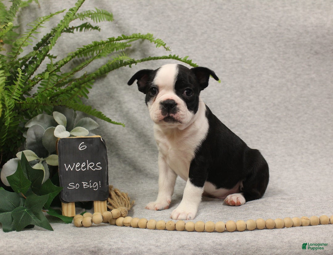 Boston Terrier dogs for sale: Forrest - Ad 7