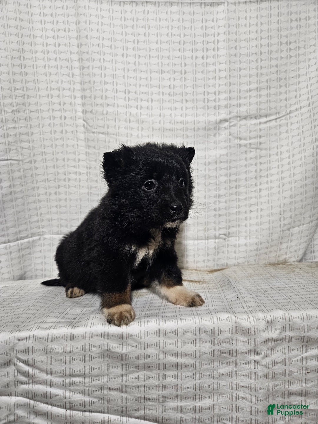 Mixed Breed dogs for sale: Lindsey  - Ad 5