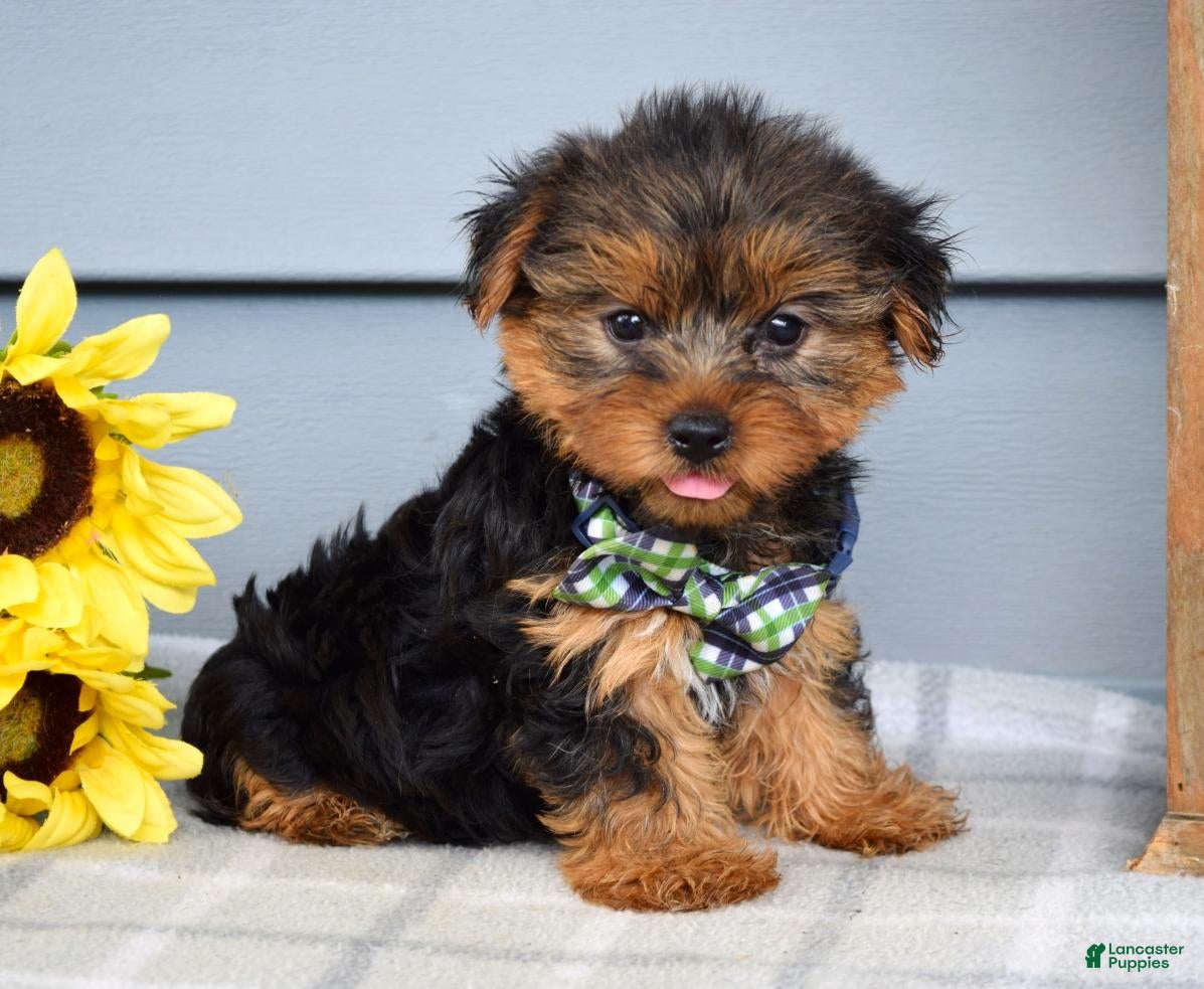 Yorkshire Terrier dogs Archie - Ad 1