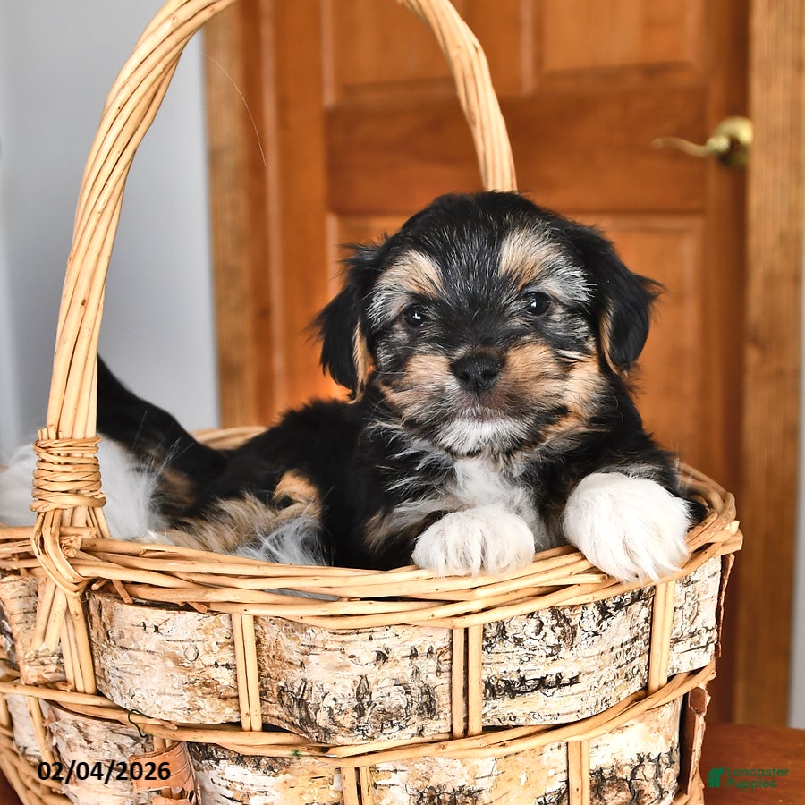 Morkie dogs Badger - Ad 2