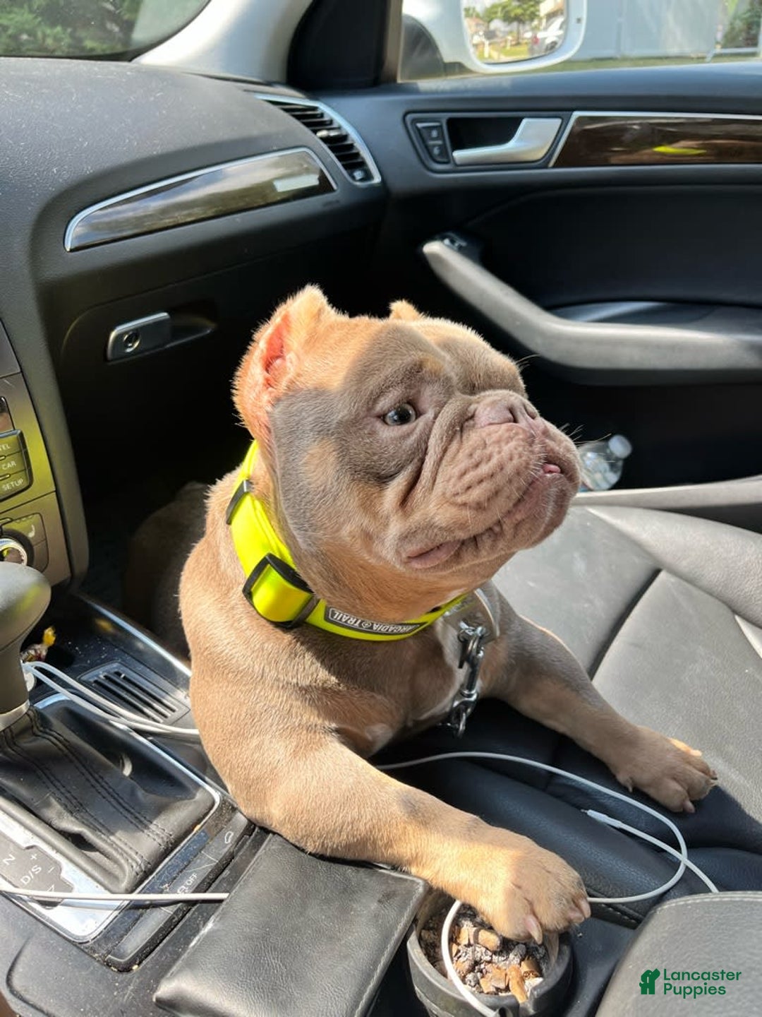 Gallery Image {{count}}