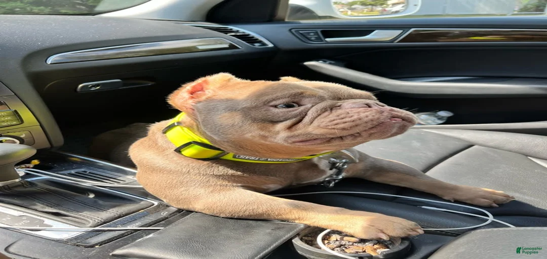 Gallery Image {{count}}