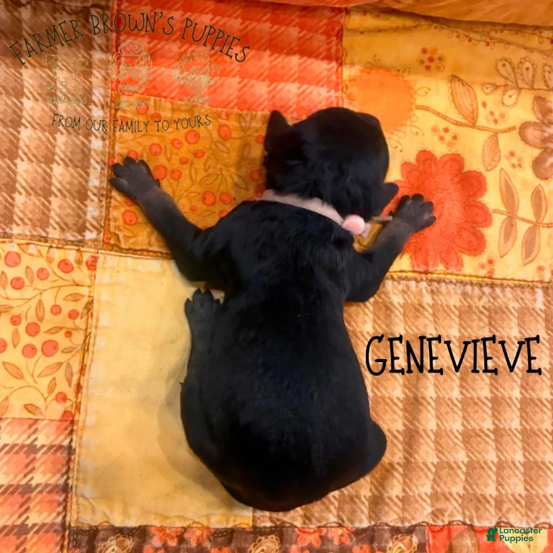 Mixed Breed dogs for sale: Genevieve - Ad 2