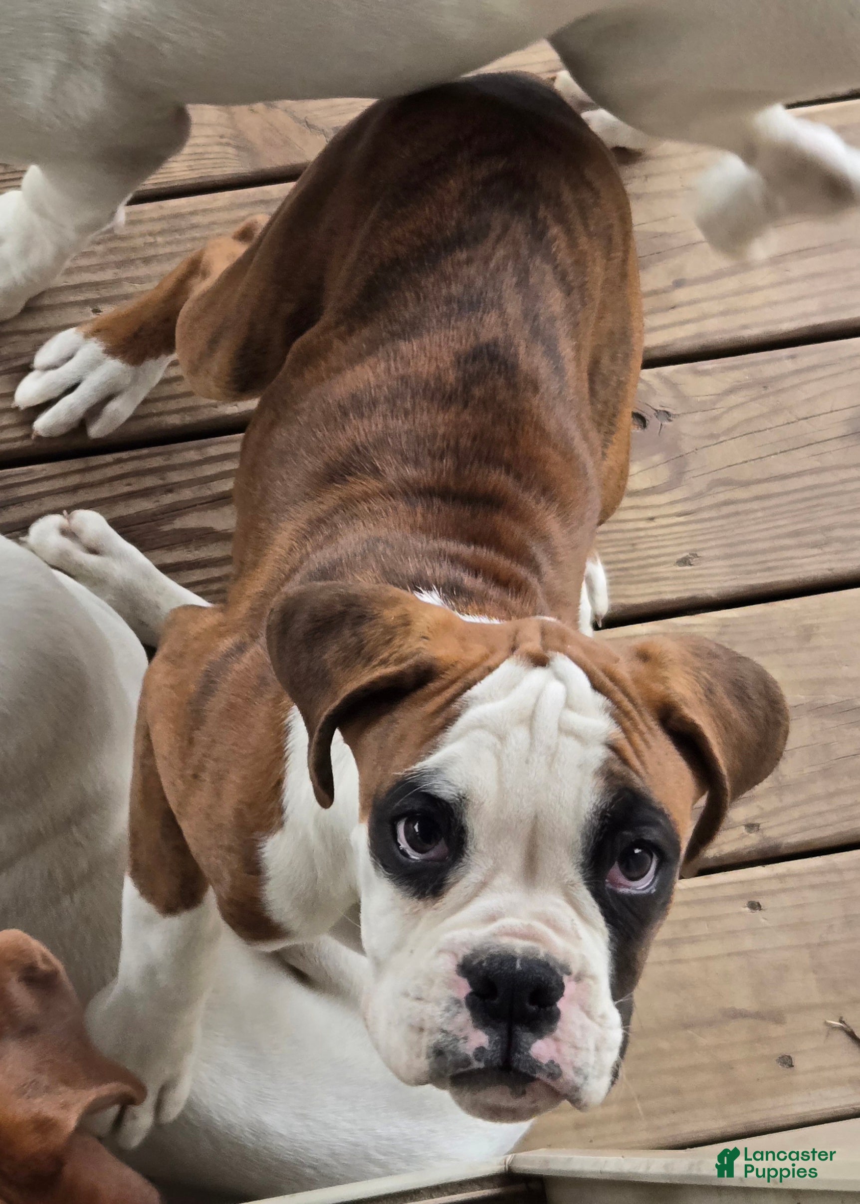 Boxer dogs Lady - Ad 1