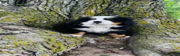 Bernese Mountain Dog dogs for sale: Callahan - Ad 7