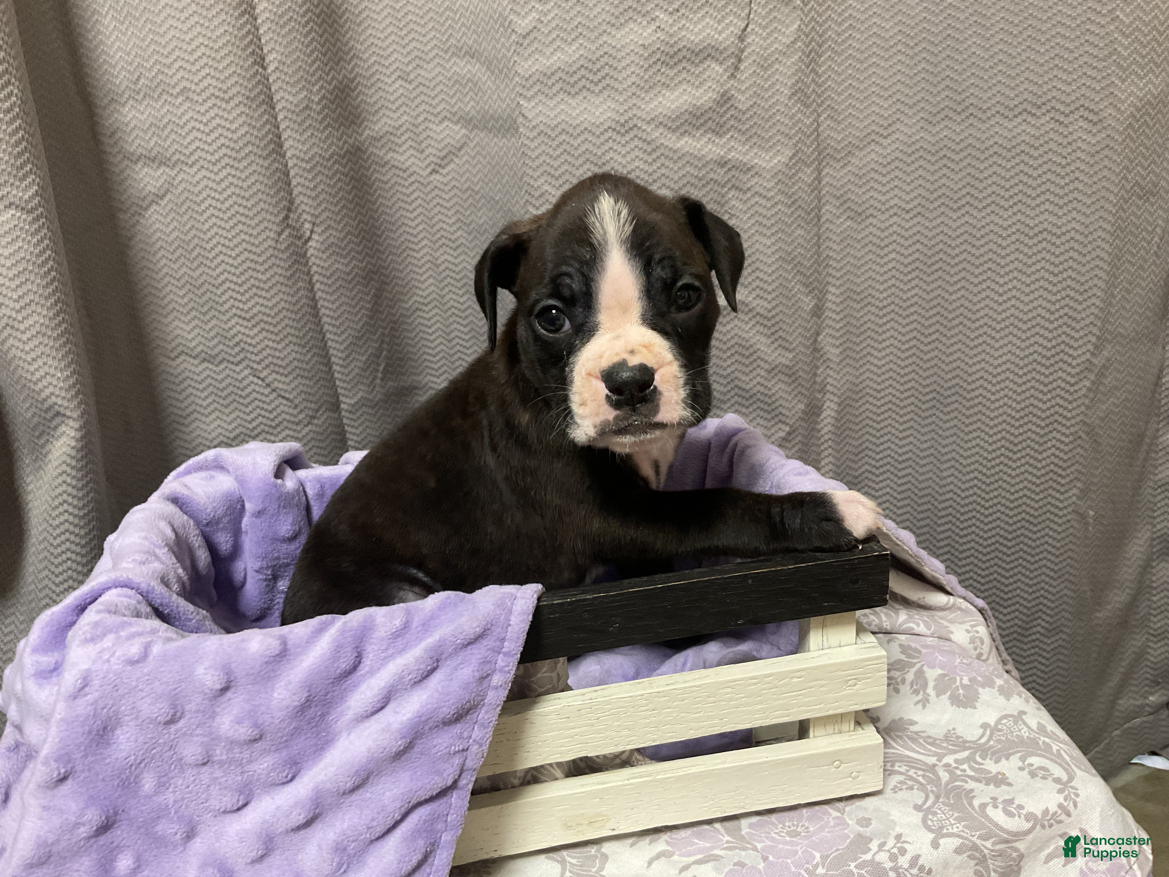 Boxer dogs 🌷 TULIP - Ad 36