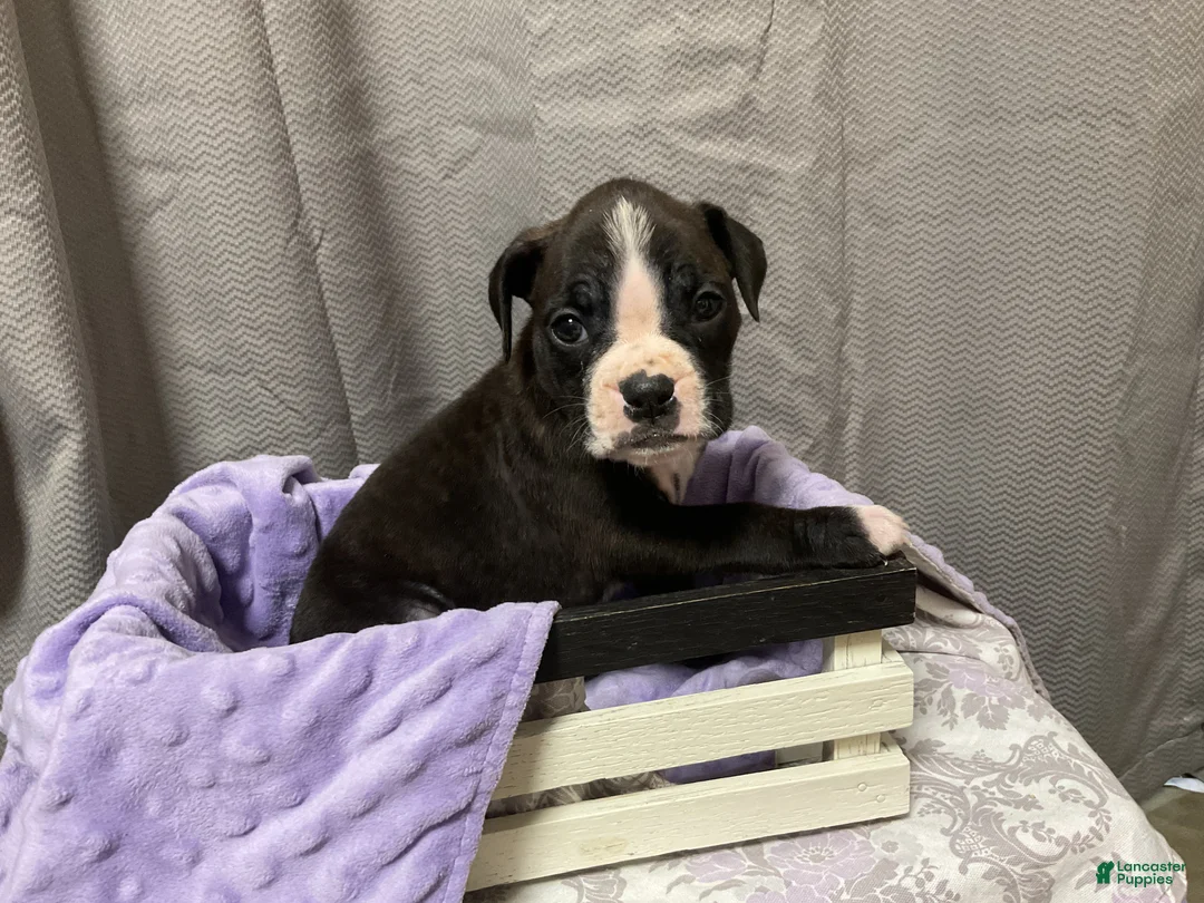 Boxer dogs for sale: 🌷 TULIP - Ad 1