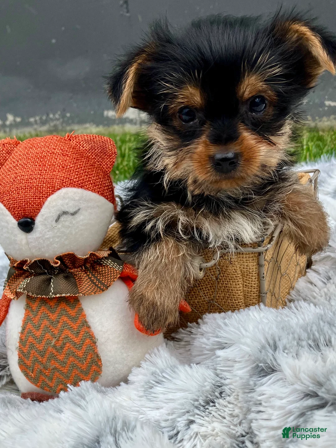 Yorkshire Terrier dogs for sale: Axel - Ad 8