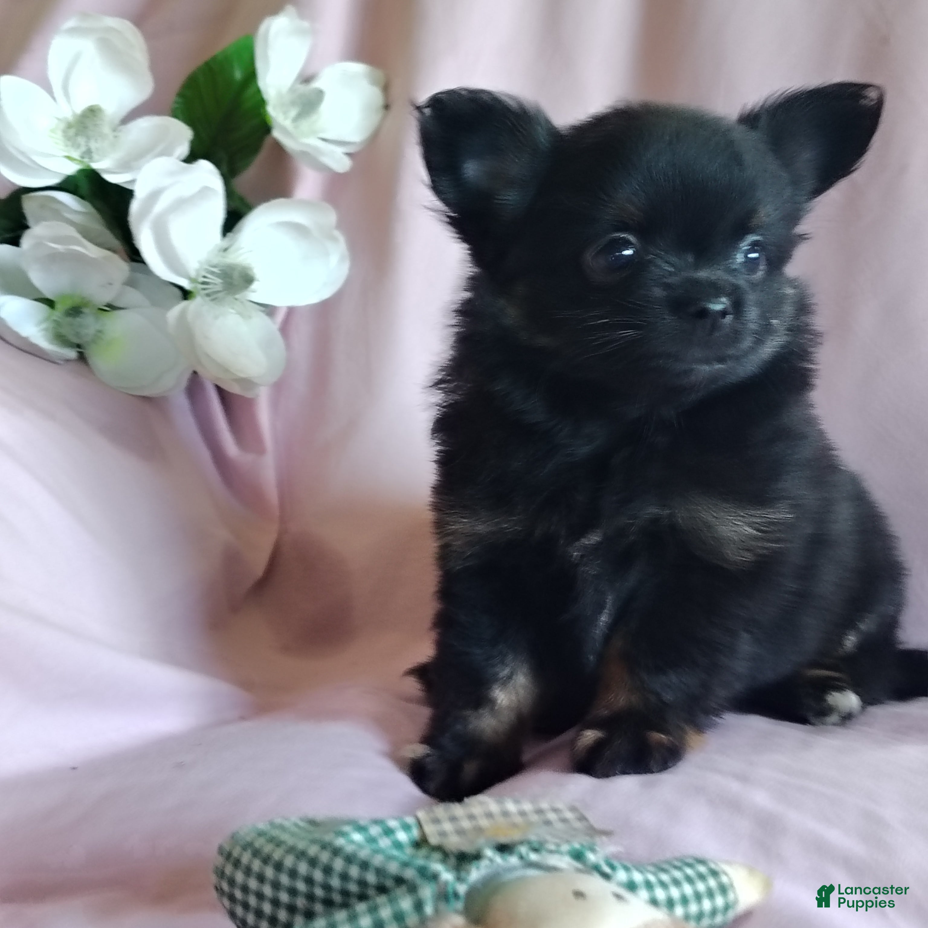 Pomchi dogs Bebe - Ad 2