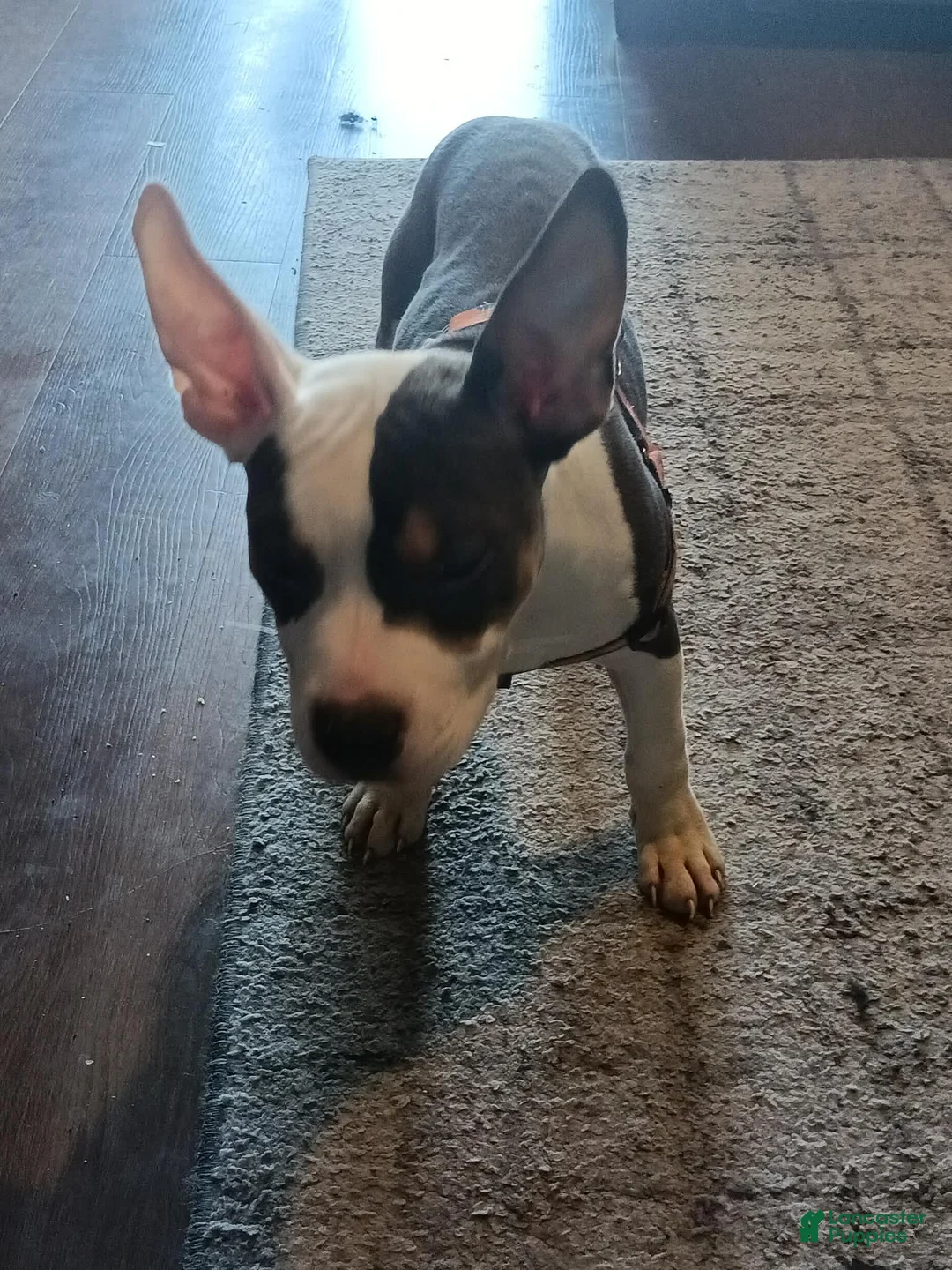 American Bully dogs for sale: American Bully Puppy 1 - Ad 2