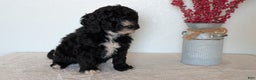 Mini Bernedoodle dogs for sale: Victor - Ad 4