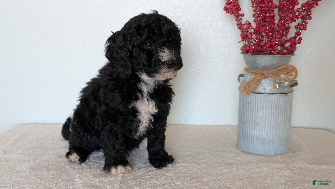 Mini Bernedoodle dogs for sale: Victor - Ad 4
