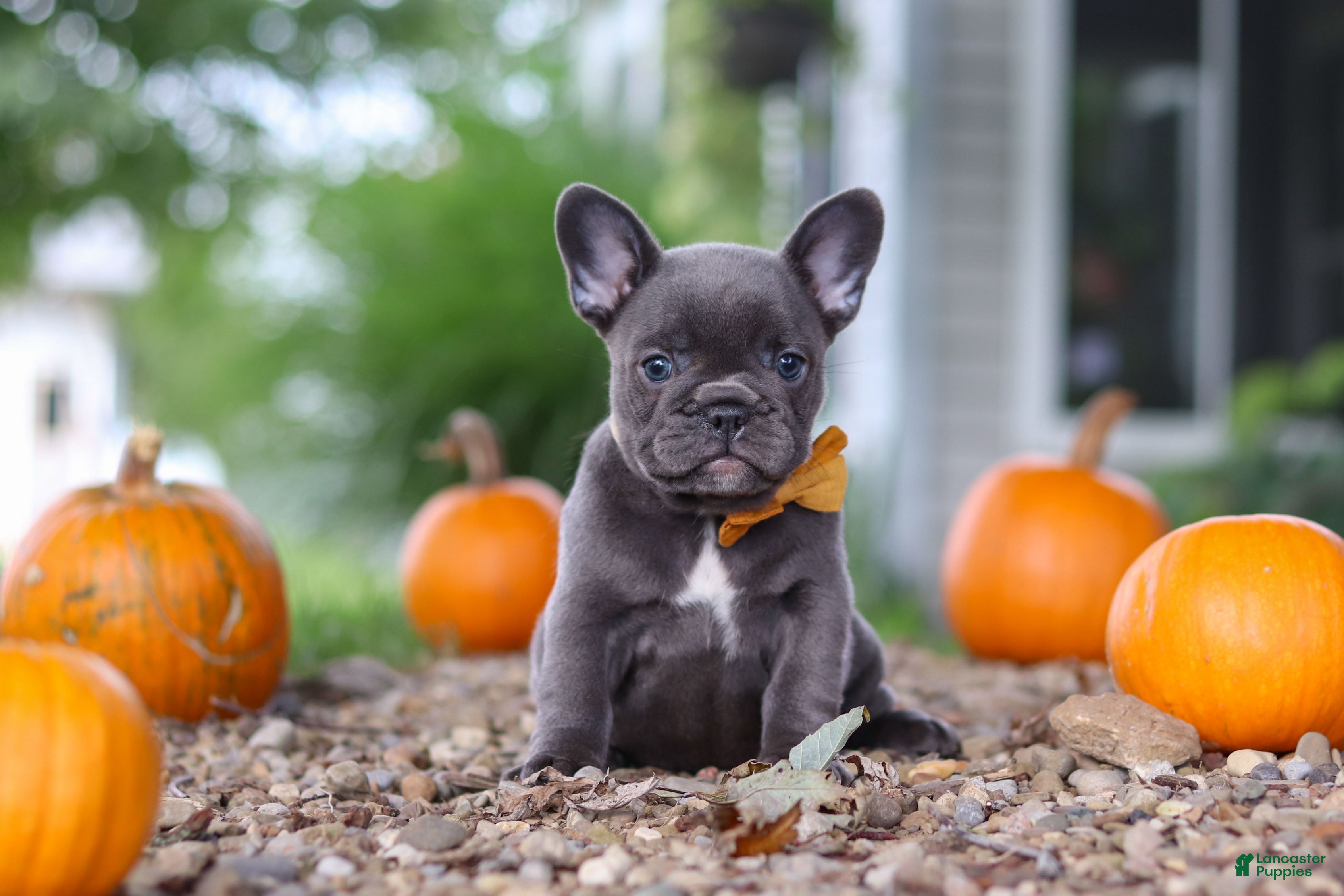 French Bulldog dogs Hallie - Ad 1