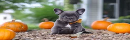French Bulldog dogs for sale: Hallie - Ad 1