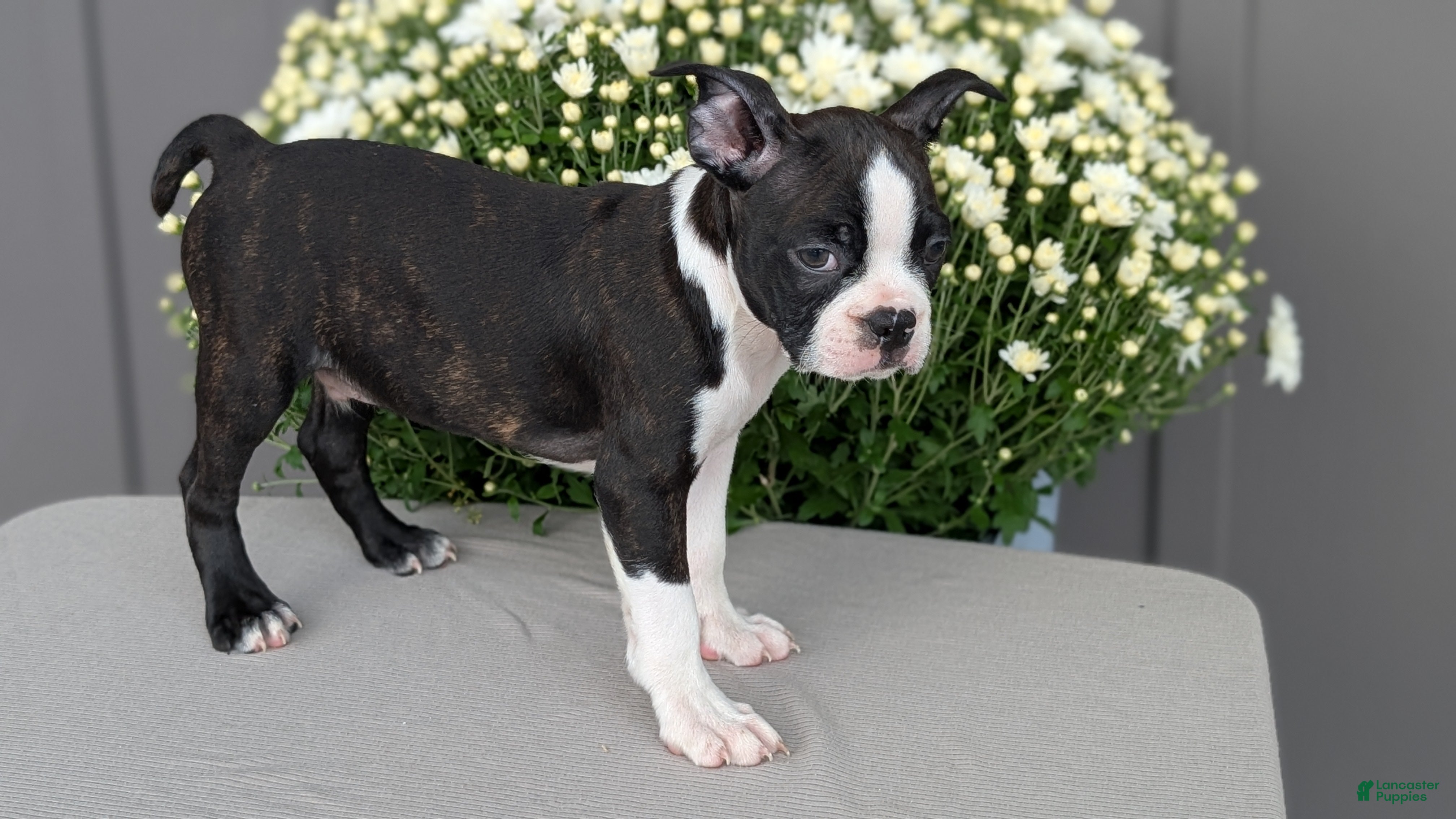 Boston Terrier dogs Turbo - Ad 2