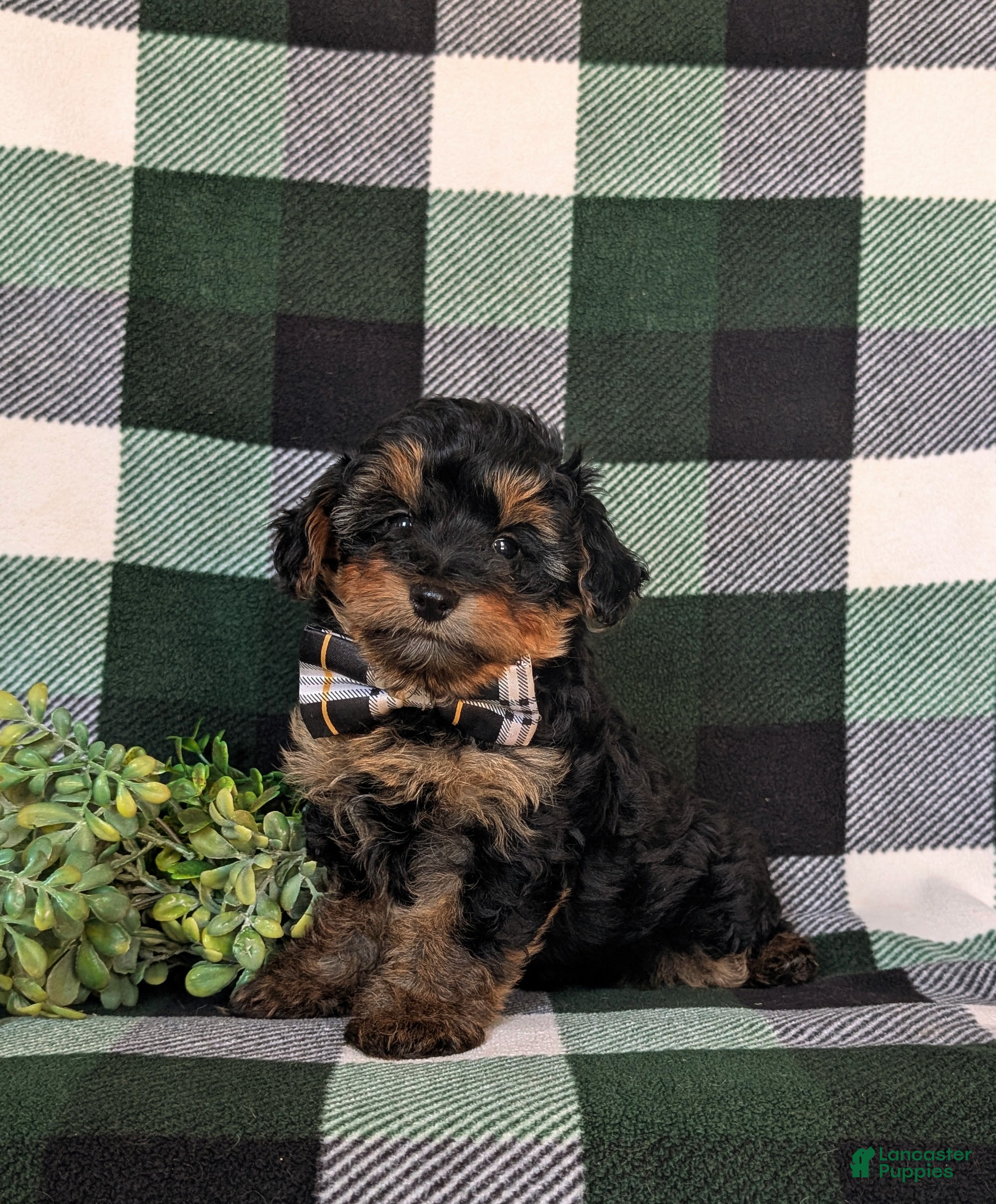 Yorkiepoo dogs Connor 6 lbs Full Growm - Ad 1
