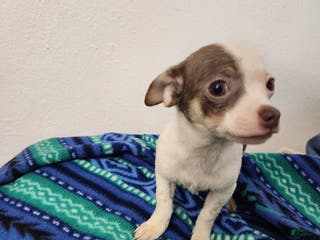 Mixed Breed dogs Mixed Breed Puppy 2 - Ad 31