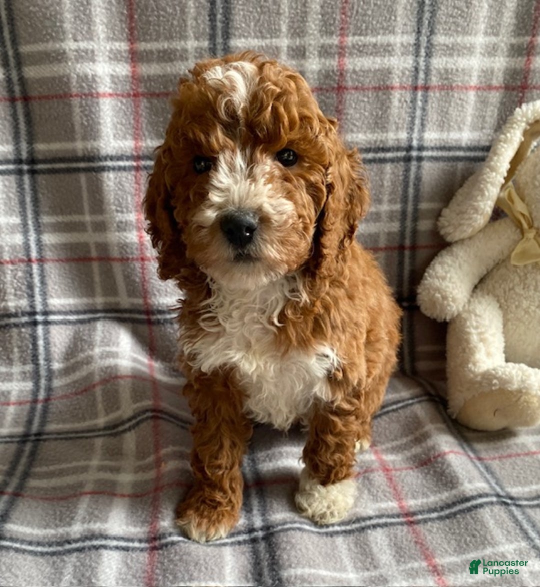 Miniature Poodle dogs for sale: Roman - Ad 3
