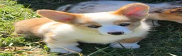 Welsh Corgi Pembroke dogs for sale: Beautiful Bentley  - Ad 7