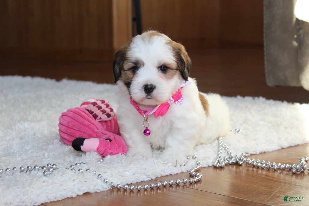 Teddy Bear dogs for sale: Lola - Ad 3