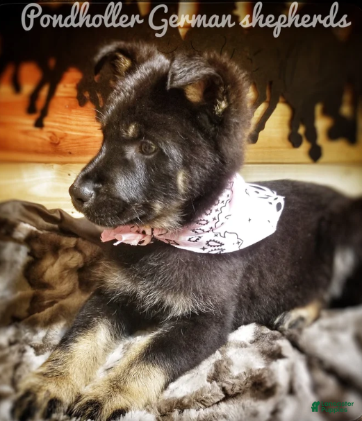 German Shepherd dogs Bi-color Male - Ad 1