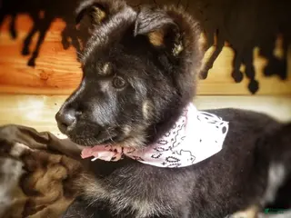 German Shepherd dogs for sale: Bi-color Male - Ad 4