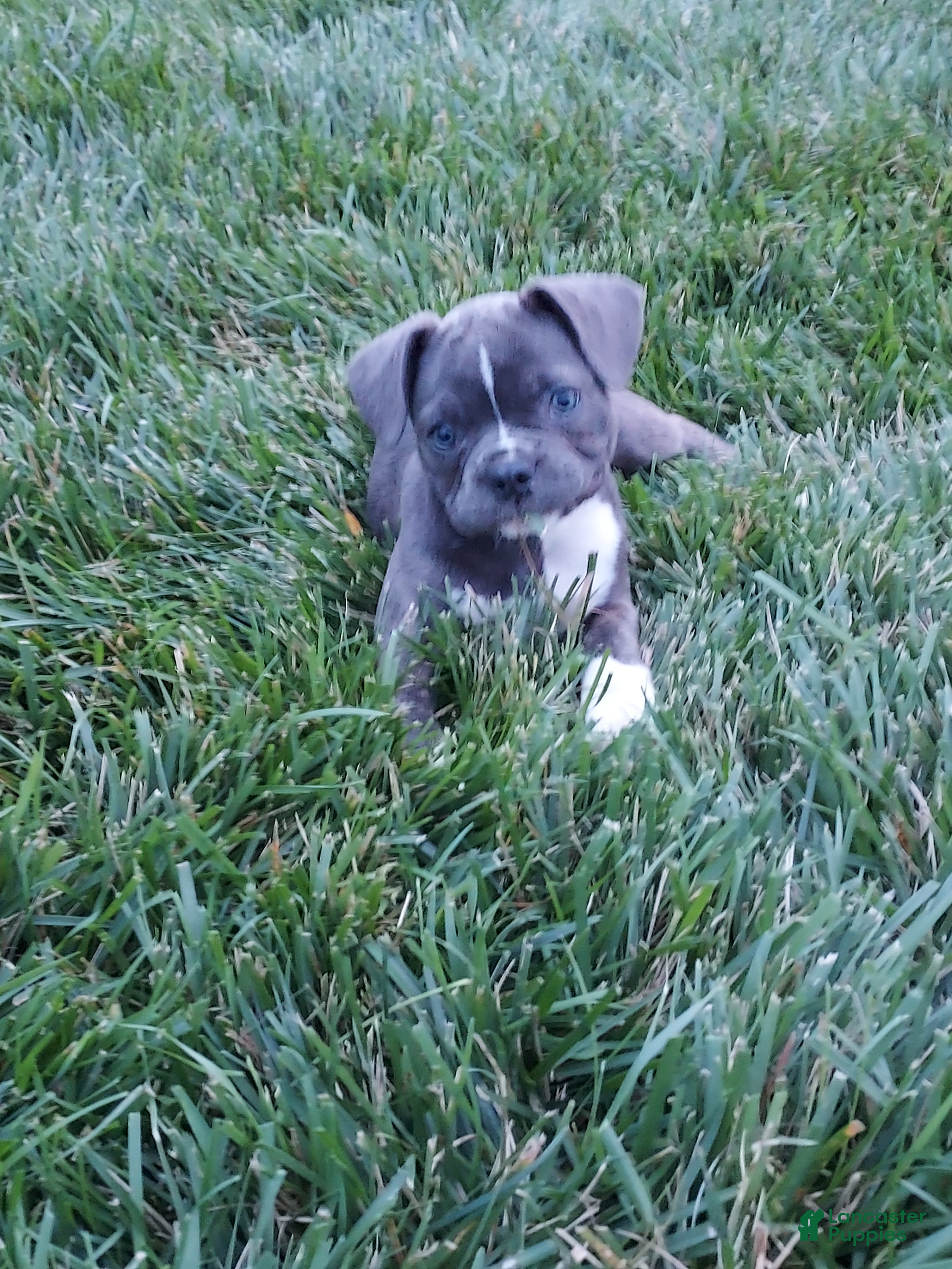 Frenchton dogs Prince - Ad 1