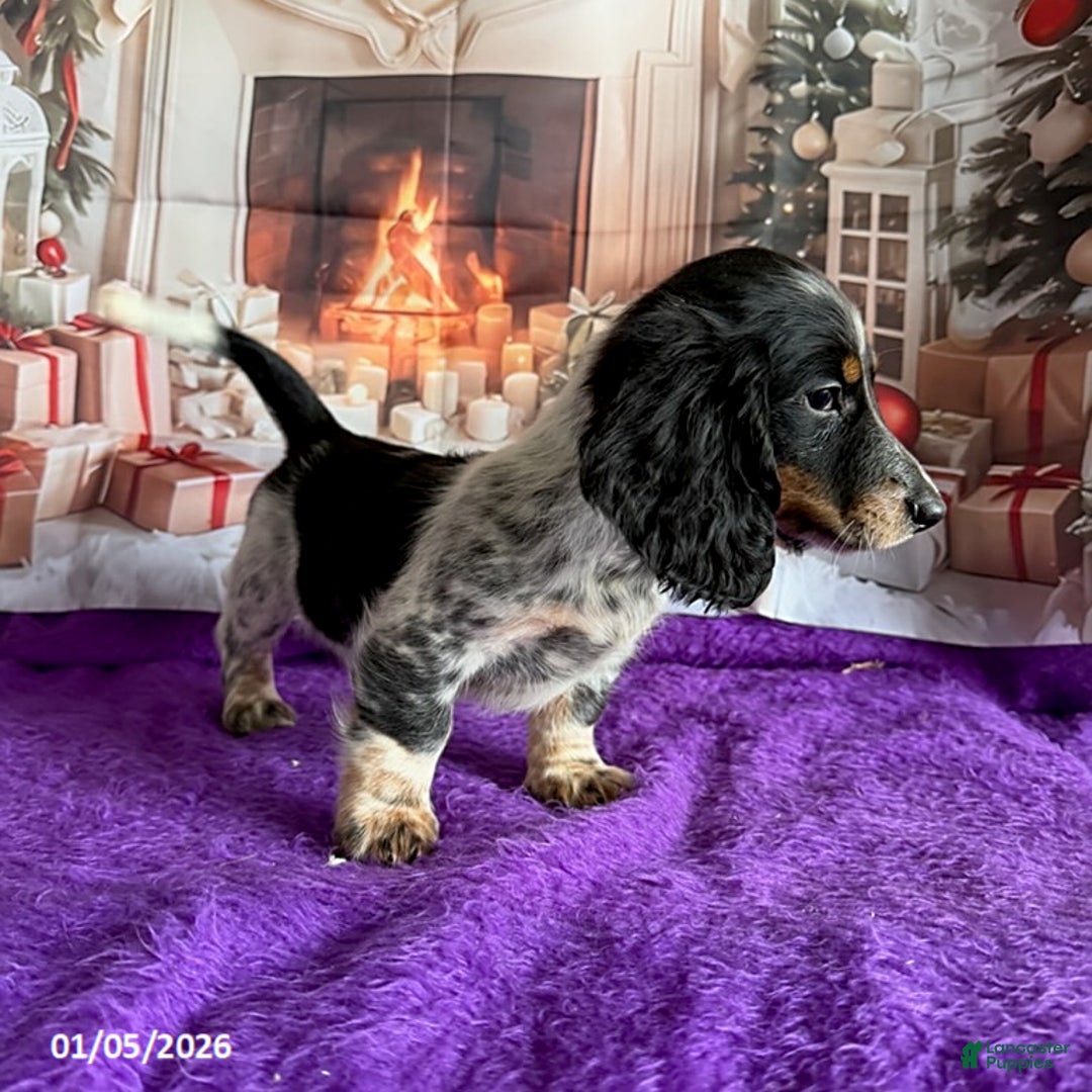 Miniature Dachshund dogs for sale: Charlie - Ad 3