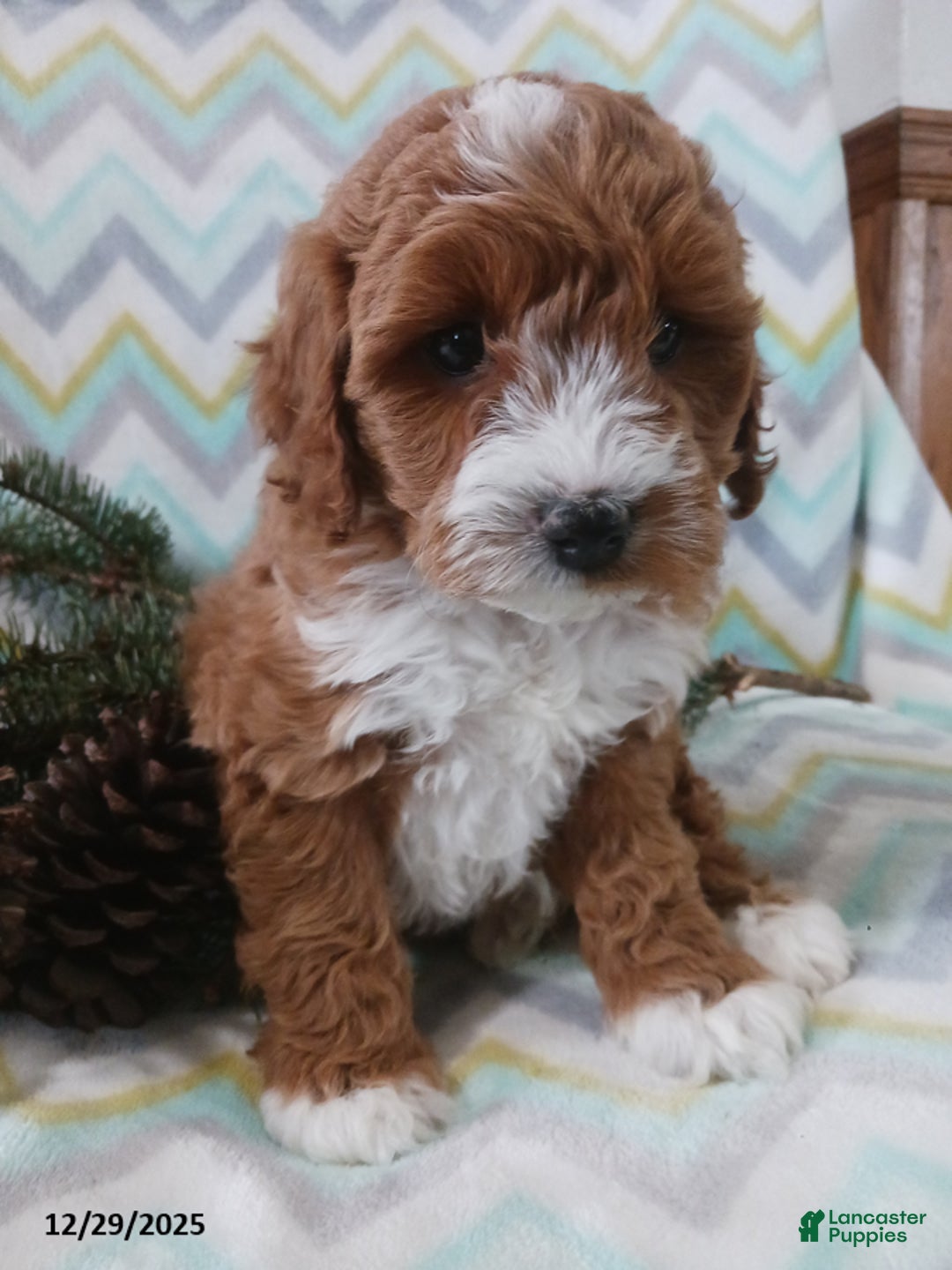 Cockapoo dogs for sale: Dominick - Ad 6