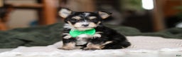 Morkie dogs for sale: Oliver - Ad 10