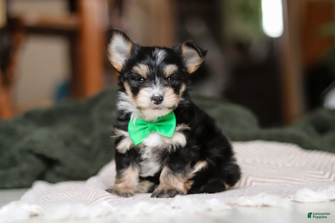 Morkie dogs for sale: Oliver - Ad 10