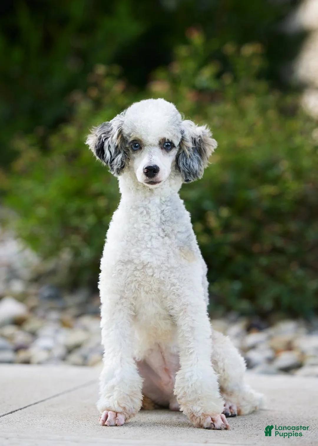Mini Bernedoodle dogs for sale: Mini Bernedoodle Cooper  - Ad 8