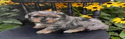 Bichpoo dogs for sale: Marble - Ad 4