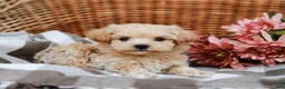 Maltipoo dogs for sale: Dawson - Ad 4