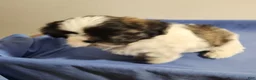 Shih Tzu dogs for sale: Boy - Ad 3