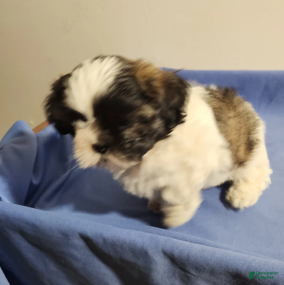 Shih Tzu dogs for sale: Boy - Ad 3