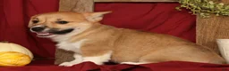 Welsh Corgi Pembroke dogs for sale: Tonya - Ad 7