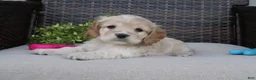 Cocker Spaniel dogs for sale: Ferris - Ad 6