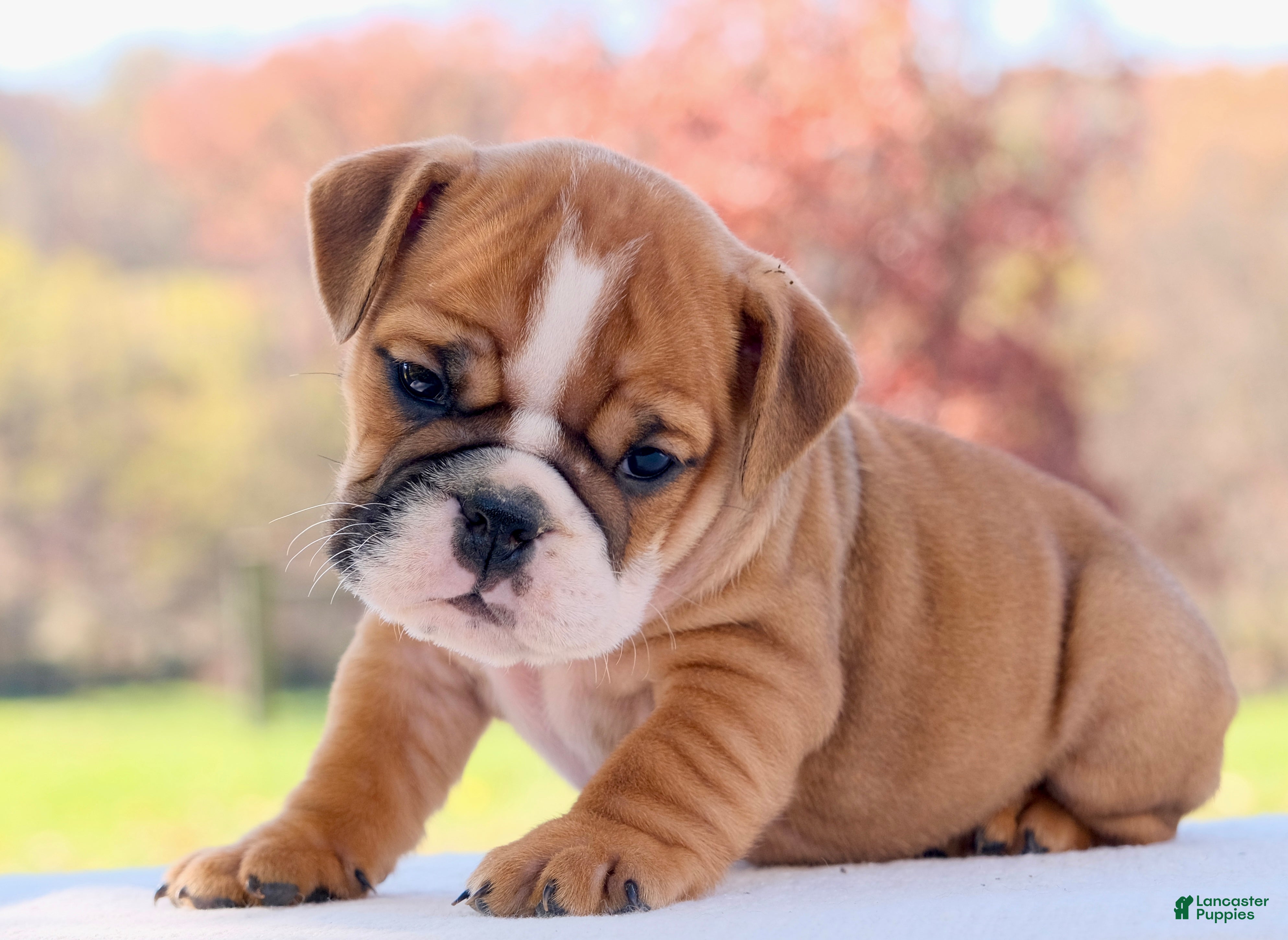 English Bulldog dogs for sale: Poppy - Ad 1