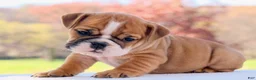 English Bulldog dogs for sale: Poppy - Ad 1