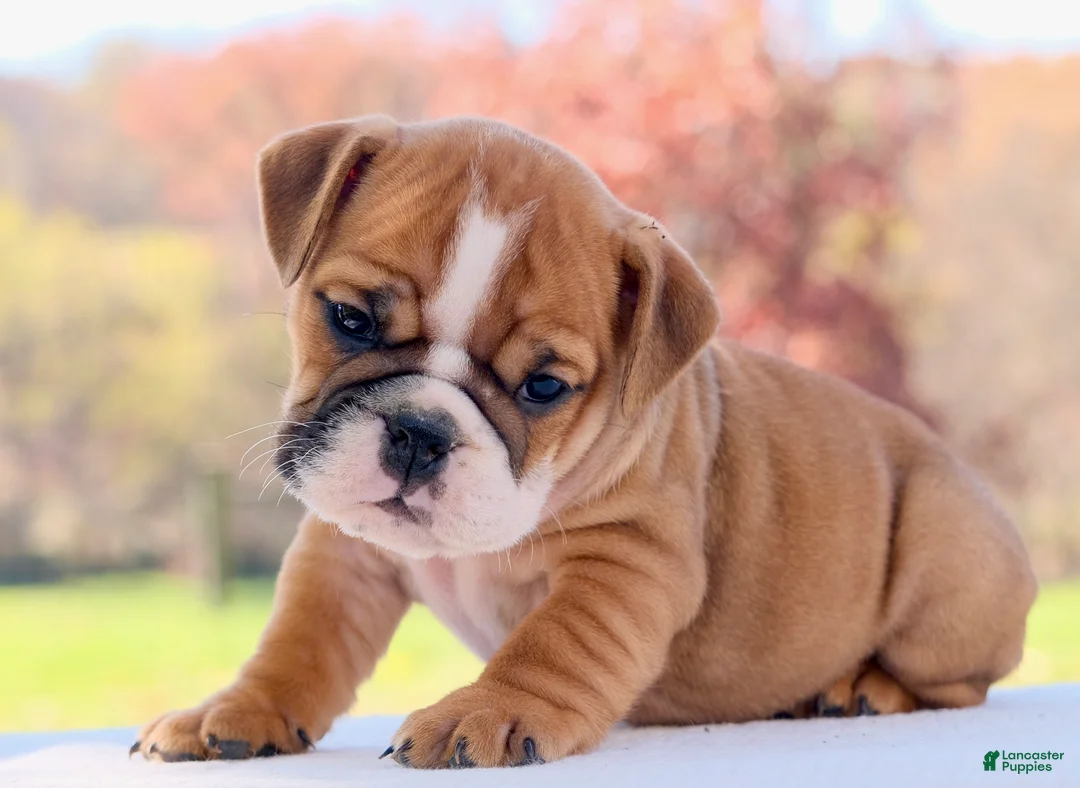 English Bulldog dogs for sale: Poppy - Ad 1
