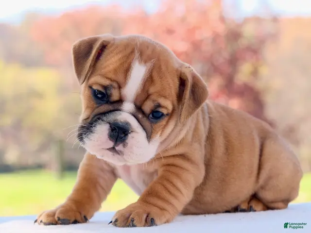English Bulldog dogs for sale: Poppy - Ad 1