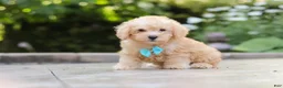 Schnoodle dogs for sale: Astro - Ad 3