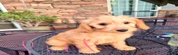 Goldendoodle dogs for sale:  Willow - Ad 2